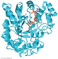 Ribbon structure of aldose reductase with NADH and glucose