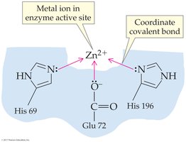 Metal ion in enzyme active site forming coordinate covalent bond