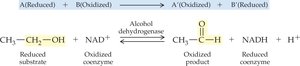 Oxidoreductase reaction example