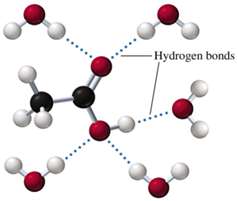 Hydrogen bonding with water