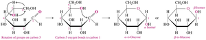 Formation of alpha and beta D-glucose