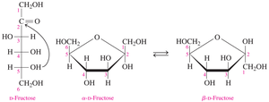 Formation of alpha and beta D-fructose