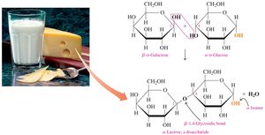 Lactose structure and glycosidic bond