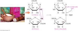 Formation of sucrose from glucose and fructose