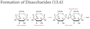 Formation of disaccharides