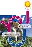 Photosynthesis and respiration cycle