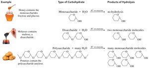 Types of carbohydrates and hydrolysis products