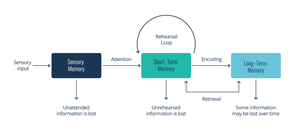 Diagram of memory processes: sensory input, sensory memory, short-term memory, rehearsal loop, encoding, long-term memory.