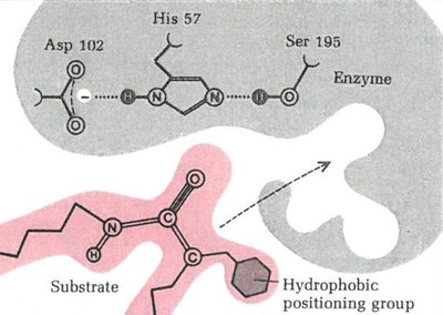 Enzyme-substrate recognition based on hydrophobic pocket