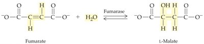 Fumarase catalyzed reaction