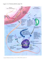 Diagram of protein synthesis from DNA to RNA to protein