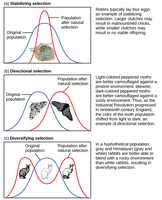 Diagram of prophase in mitosis