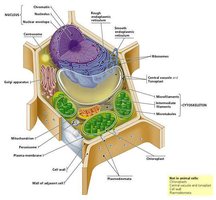 Diagram of the fluid mosaic model of the plasma membrane