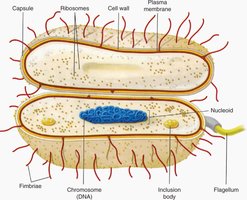 In vivo gene therapy diagram