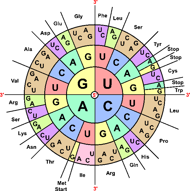 Genetic code wheel