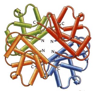 Quaternary structure of a protein showing multiple polypeptide chains