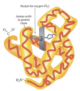 Myoglobin structure with oxygen binding pocket