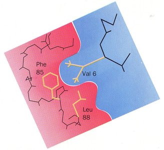 Hydrophobic interaction site in sickle cell hemoglobin