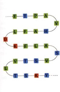 Primary structure: sequence of amino acids in a polypeptide chain