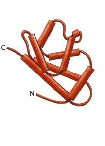 Tertiary structure: single polypeptide chain folded into a 3D shape