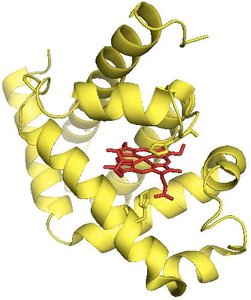 Myoglobin structure with heme group
