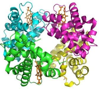 Hemoglobin quaternary structure with four subunits and heme groups