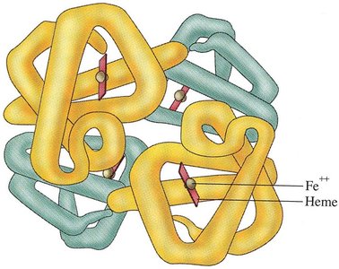 Hemoglobin structure with labeled alpha and beta chains and heme groups