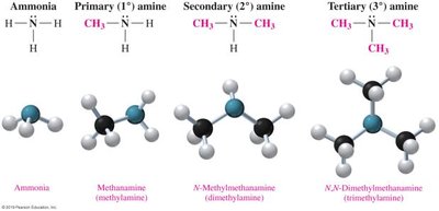 Structures of ammonia, primary, secondary, and tertiary amines