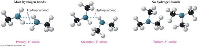 Hydrogen bonding in primary, secondary, and tertiary amines