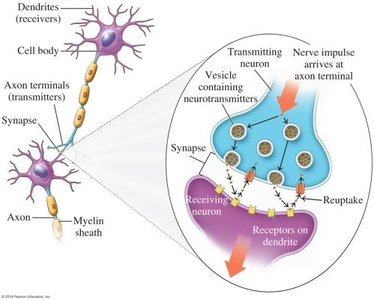 Diagram of neurotransmitter release at a synapse