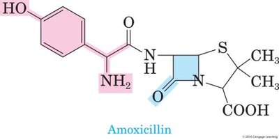 Structure of amoxicillin showing the β-lactam ring