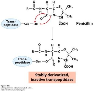 Mechanism of penicillin binding to transpeptidase