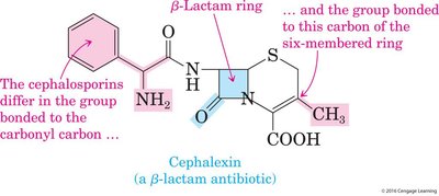 Structure of cephalexin, a β-lactam antibiotic