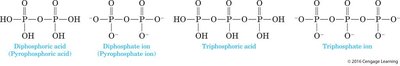 Structures of diphosphoric and triphosphoric acids