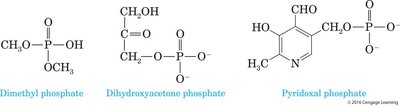 Structures of dimethyl phosphate, dihydroxyacetone phosphate, and pyridoxal phosphate