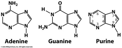 Structures of adenine, guanine, and purine