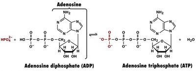 Conversion of ADP to ATP showing phosphoanhydride and phosphoester bonds