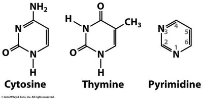 Structures of cytosine, thymine, and pyrimidine