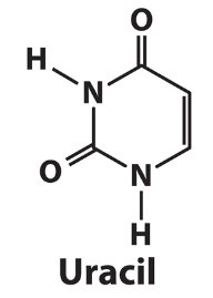 Structure of uracil