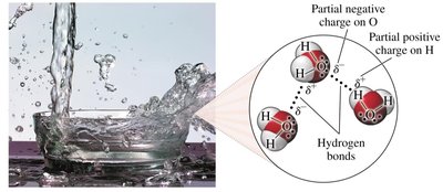 Water molecules showing polarity and hydrogen bonding