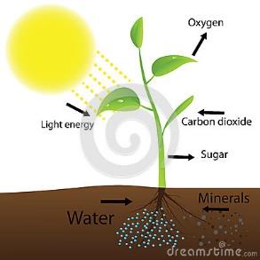 Diagram of photosynthesis in a plant