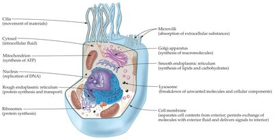 Diagram of a eukaryotic cell with labeled organelles