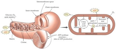 Diagram of mitochondrion showing ATP production