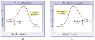 Graphs of exergonic and endergonic reactions