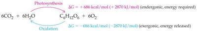Photosynthesis and respiration as opposite processes