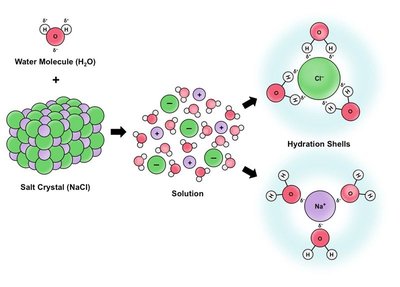 Dissolution of NaCl in water, showing hydration shells around ions