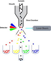 Flow cytometer schematic