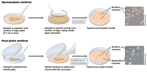Spread-plate and pour-plate methods
