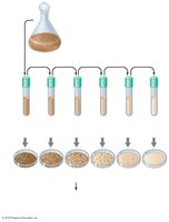 Serial dilution and plate count