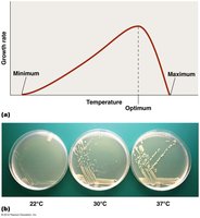 Growth rate vs. temperature